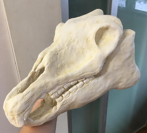 Horse skull made from foam Horse skull made from foam